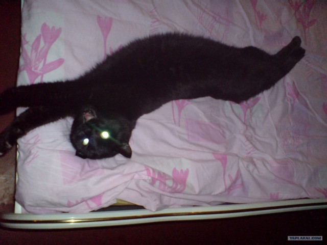 Котовторник на ЯПлакалъ 08.07.2008