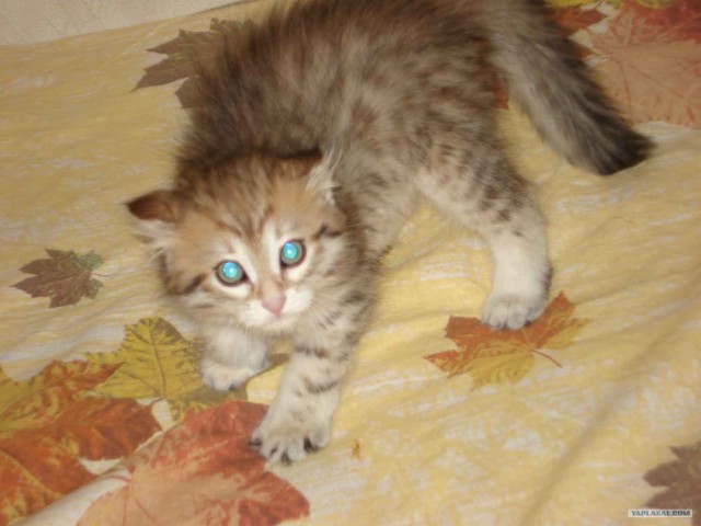 Котовторник на ЯПлакалъ! От числа 09.09.08