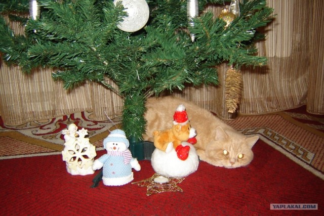 Коты, кошки и котята