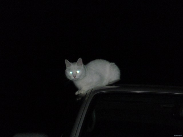 Эпический Котовторник!