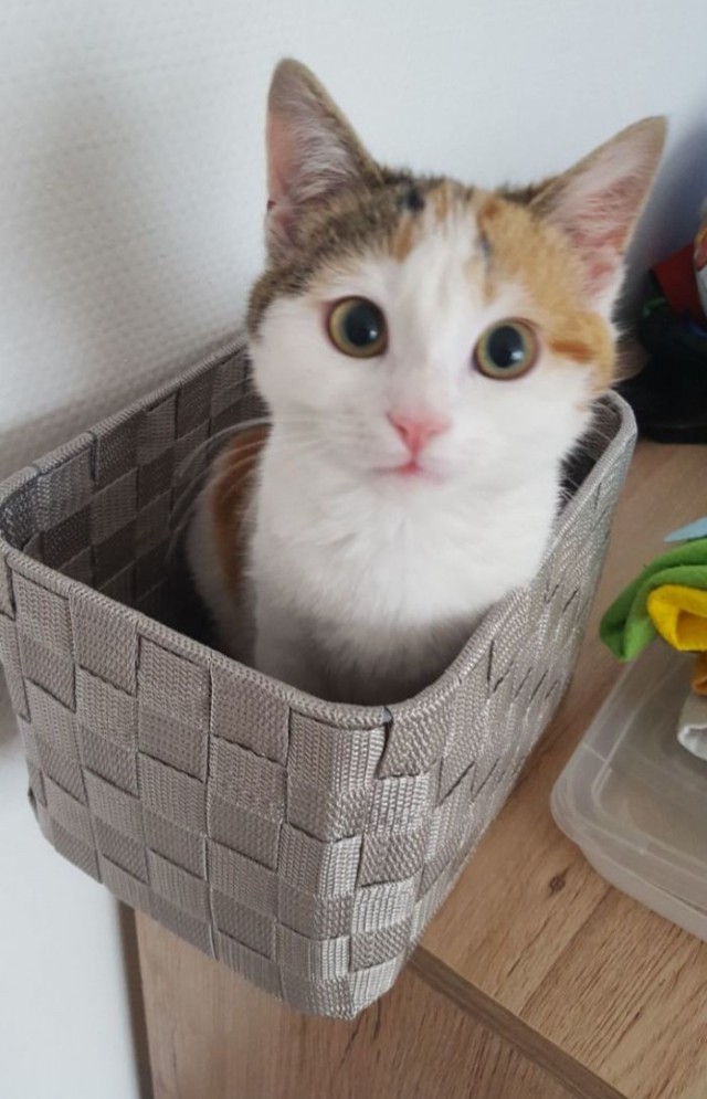 Прикольных котов пост