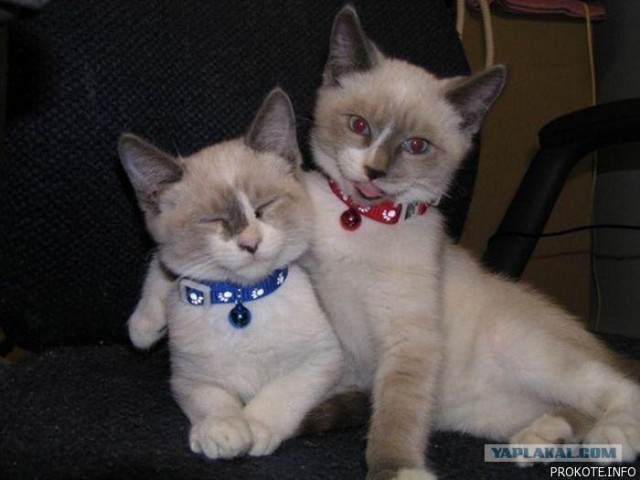 Котовторник