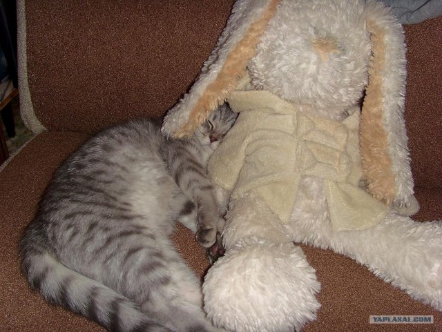 Котовторник 1.11.11