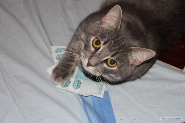 Котовторник 22.11.11