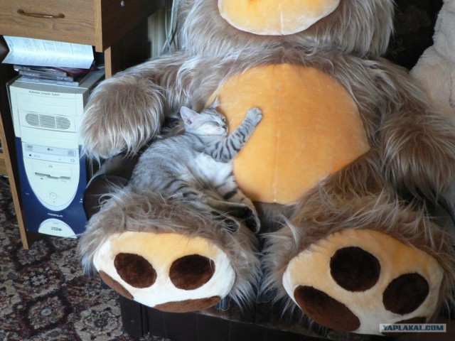 Котовторник (24. 01. 2012 )