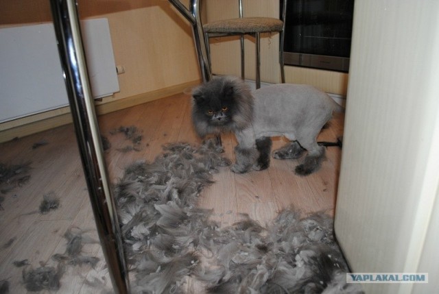 Котовторник (14.02.2012)