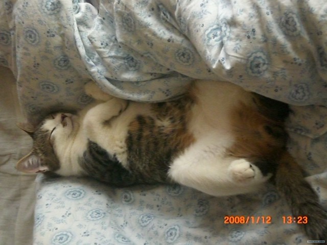 КОТОВТОРНИК (6.03.2012)