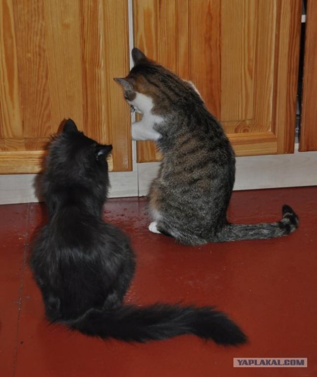 Котовторник 22.05.2012