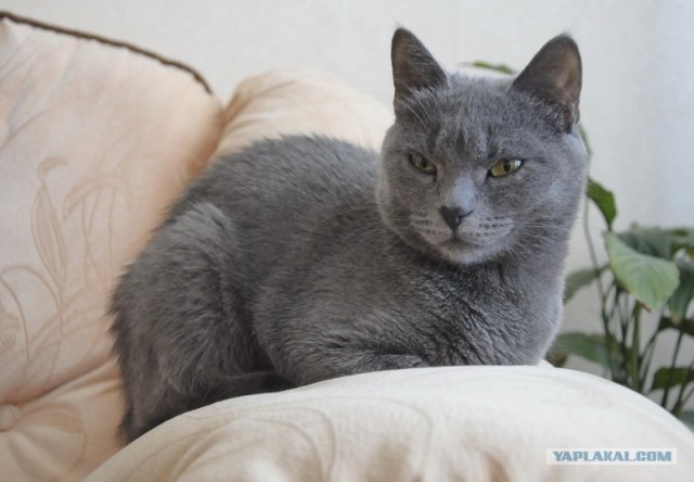 Котовторник   5.06.2012