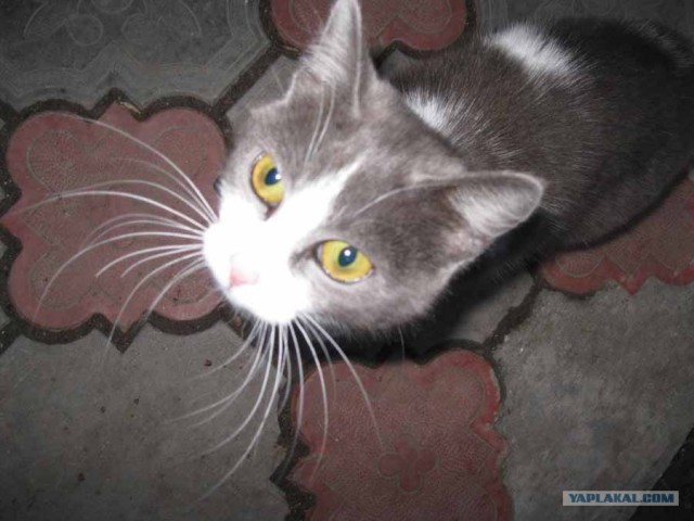 Котовторник 07.08.2012