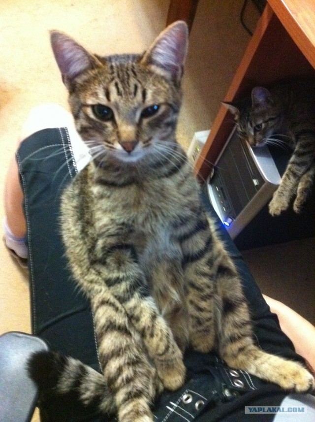 Котовторник  4.09.12
