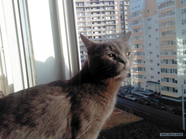 Диван для собаки