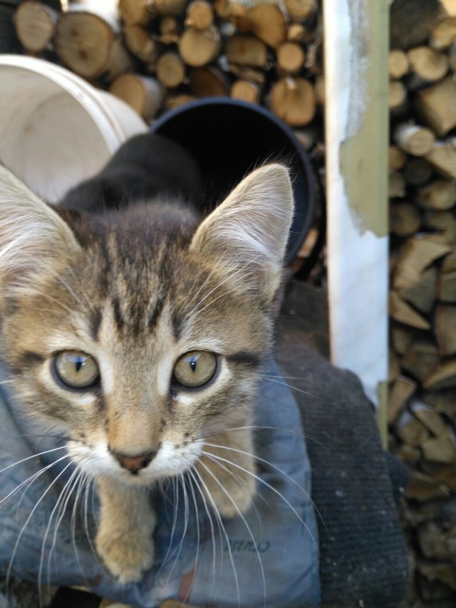 Котовторник однако