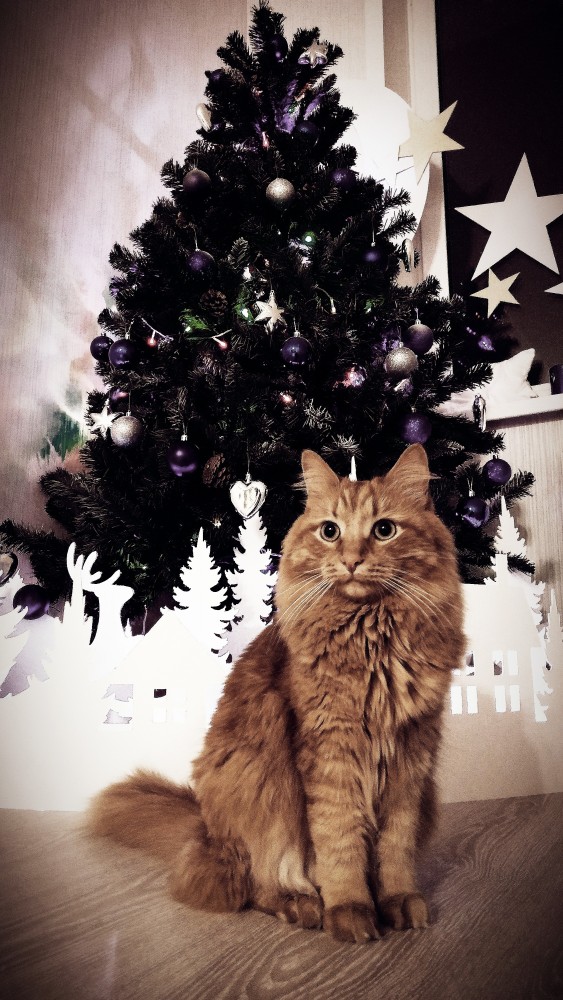 Картинки с котами и про котов