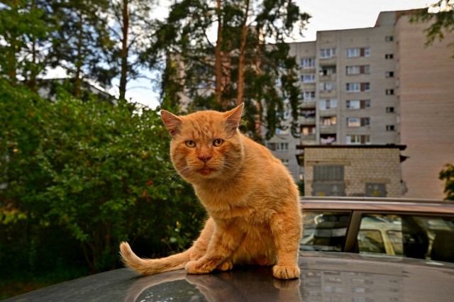 Живность из сети