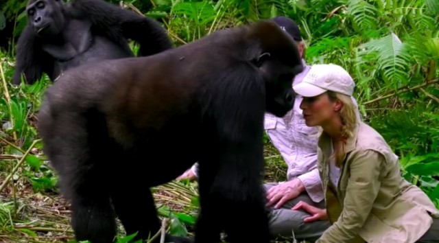 Животный активист утверждает, что забеременела от гориллы чтобы сохранить вид