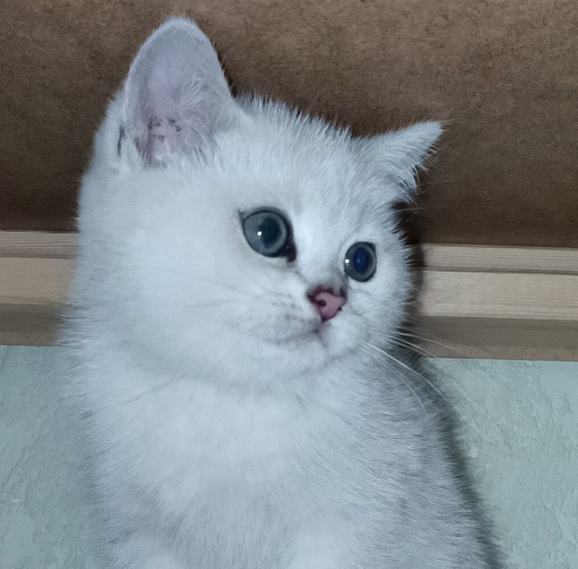 Котовторник