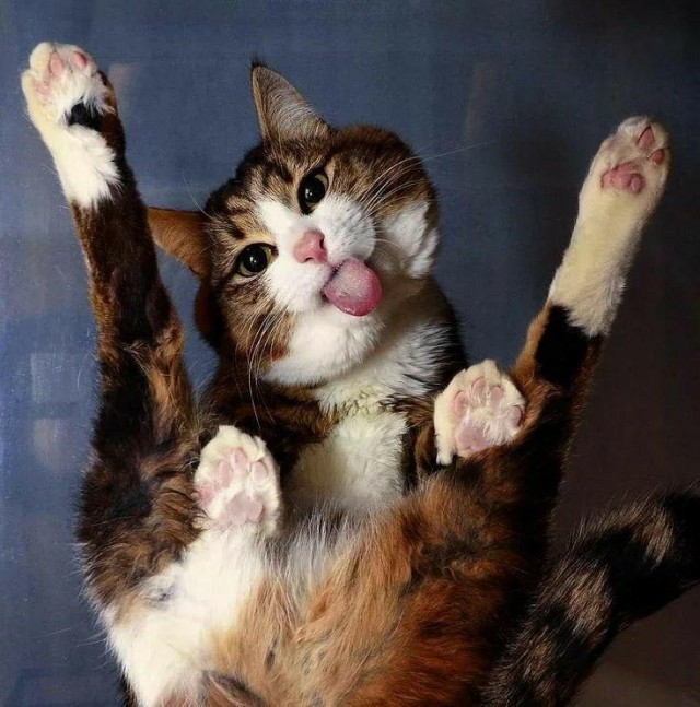 Котаны со странностями