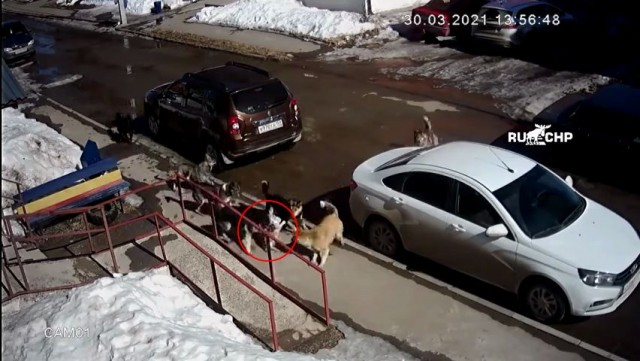 "И не надейся по-пустому! Коль до когтей у них дойдет..."