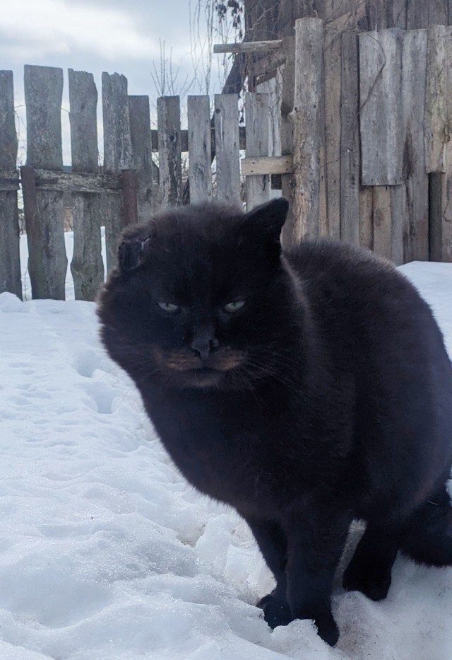 Котовторник!