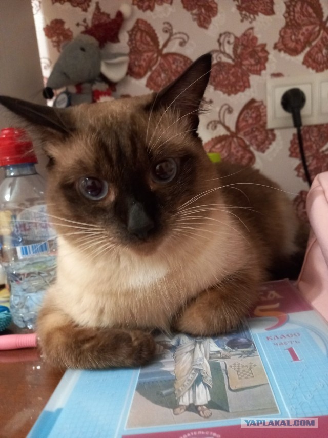 Котовторник же очередной