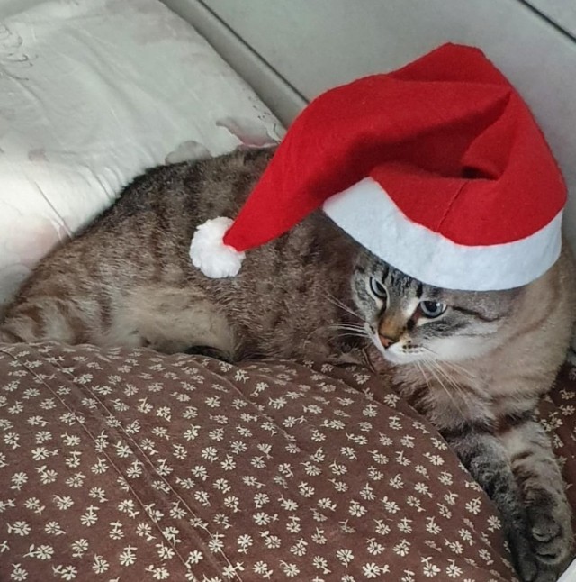 Предновогодние котики