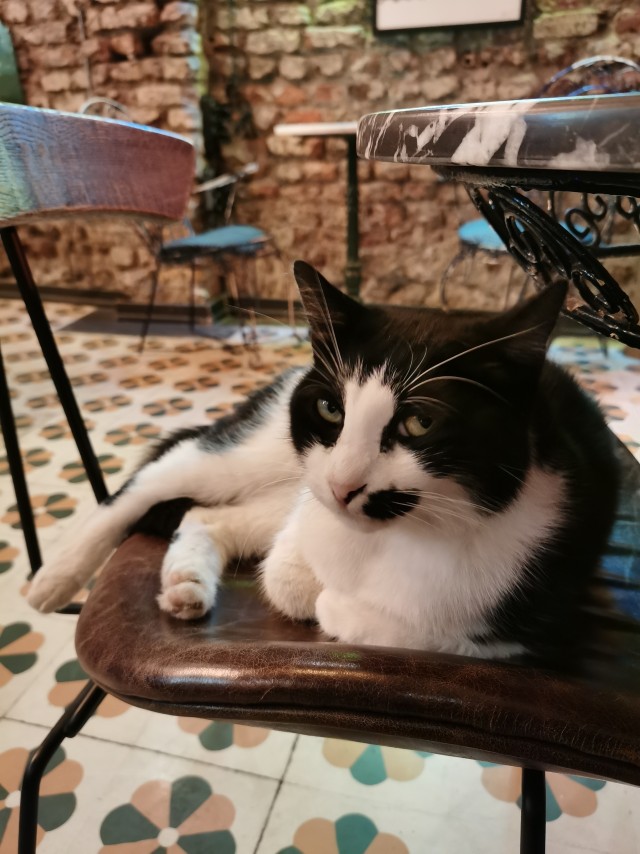 Что-то котовторник никто не начинает...