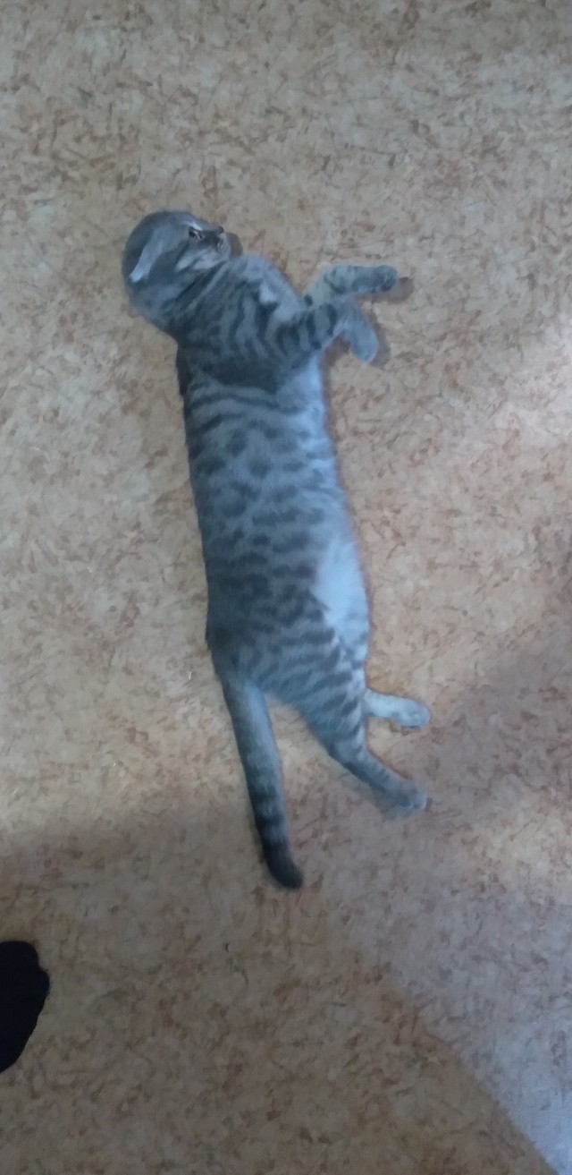 Господа и дамы ЯПа! Котовторник у нас начался! Отойдите от политоты и давайте котиков побольше!