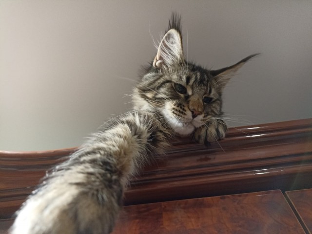 Котоленд. Два сфинкса и шотландская красотка в поисках дома!