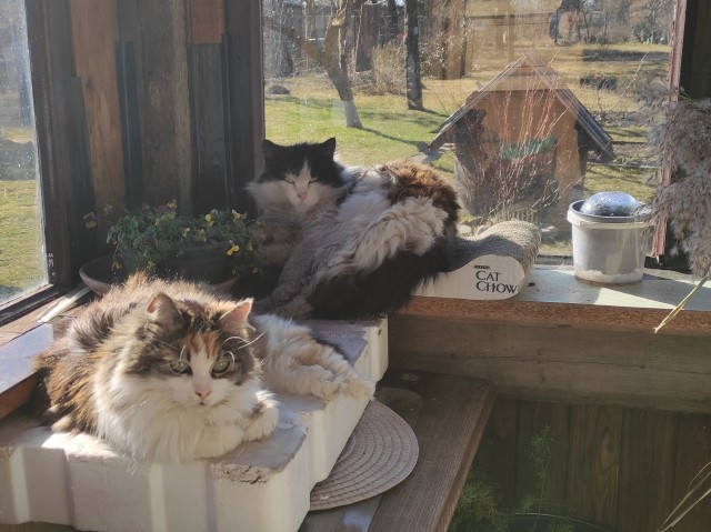 А ваши котейки че счас делают?