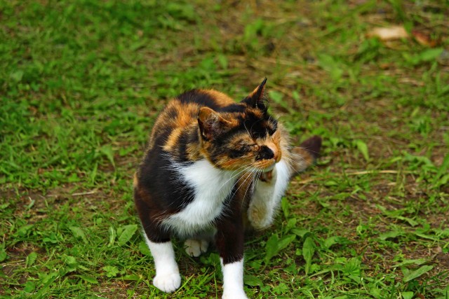 Котовторник 19.07.22