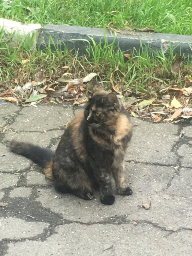 Коты ишачат на заводе