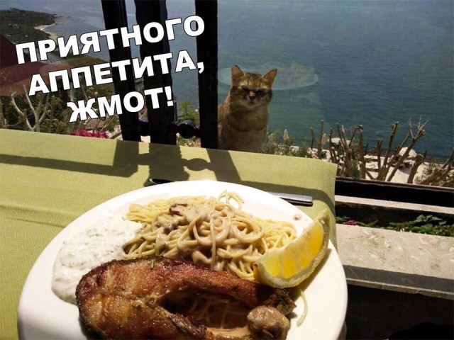 Весёлый полтишок 18.11.22