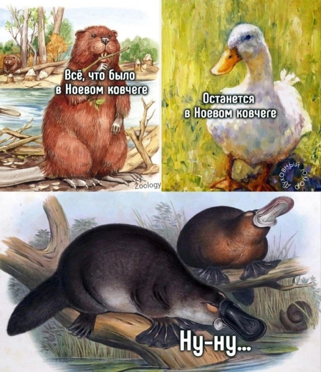Твитота