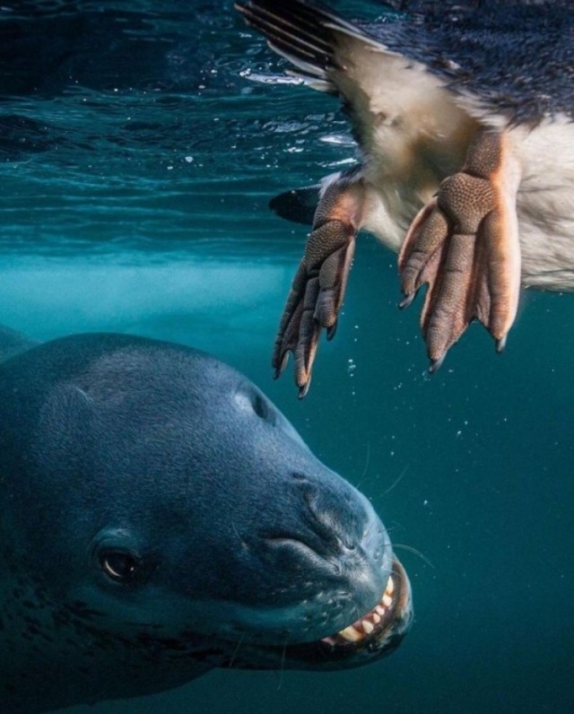 15 фото, раскрывающих природу с темной стороны, заставляя трепетать перед ее силой и грозностью