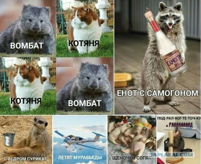 Домашние животные