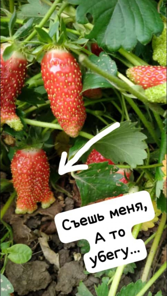 Клубника в Евпатории.
