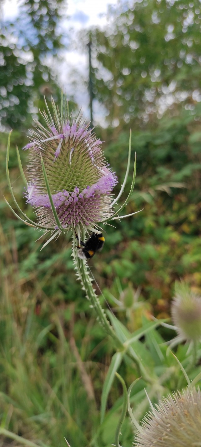 Уральское лето моими глазами