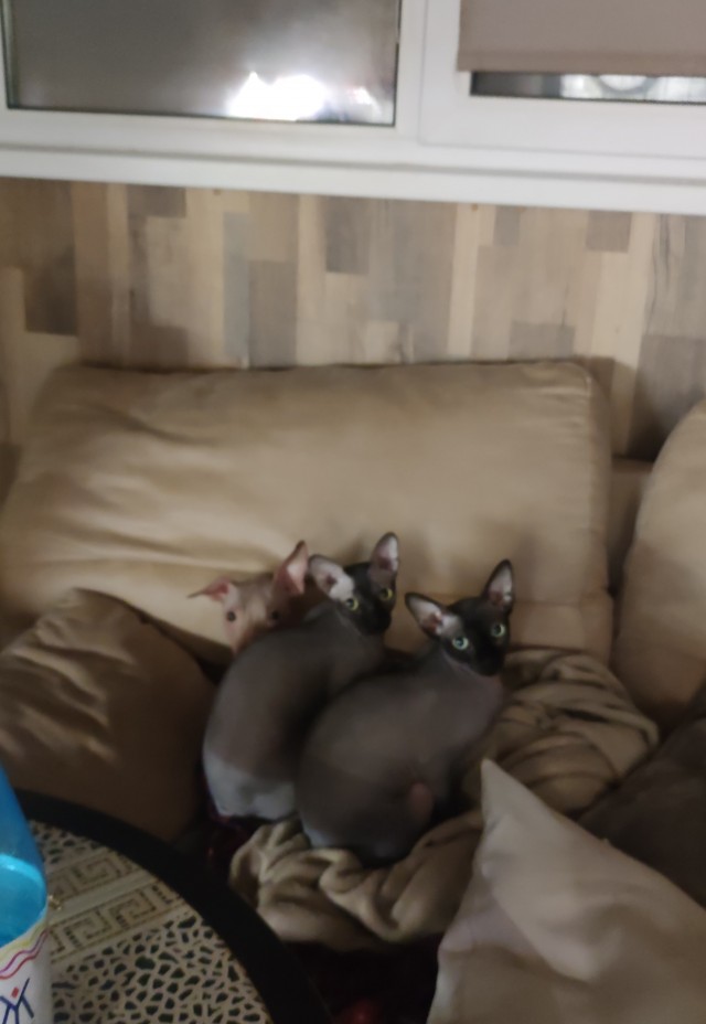 Котовторник 09.04.24