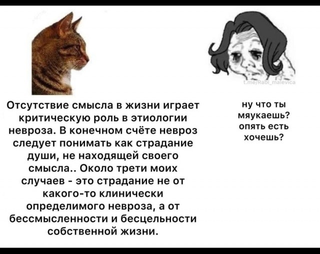 Целебное кошачье мяуканье: как оно влияет на наше здоровье