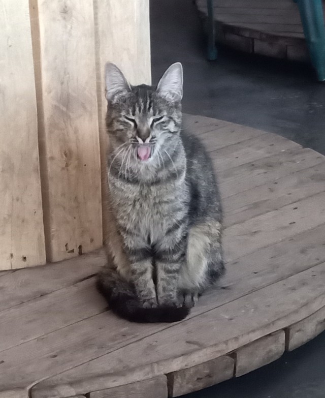 ПрИшлая девочка