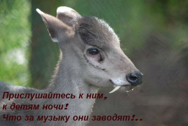Редкие существа, о которых мало известно (30 фото)