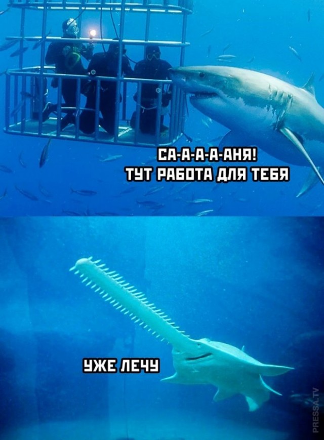 Веселые картинки в пятницу (21.02)