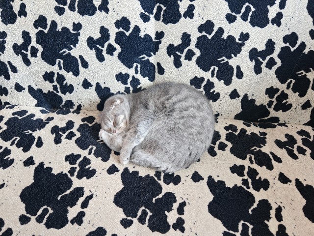 Просто фото кота