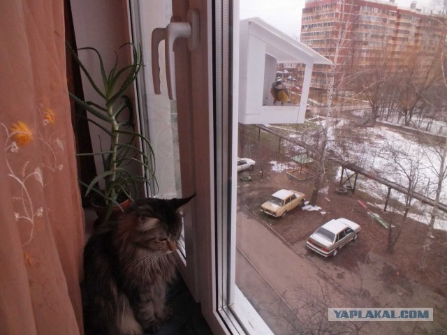 Немного о  Мейн Куне.