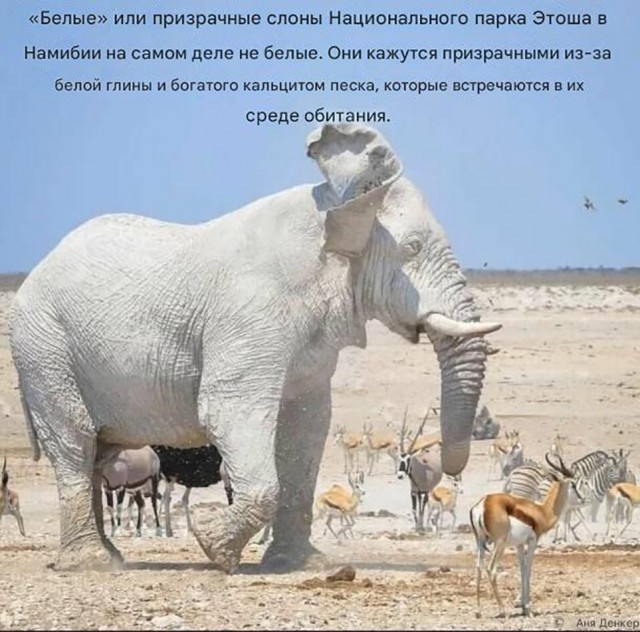 Белый слон и другие картинки