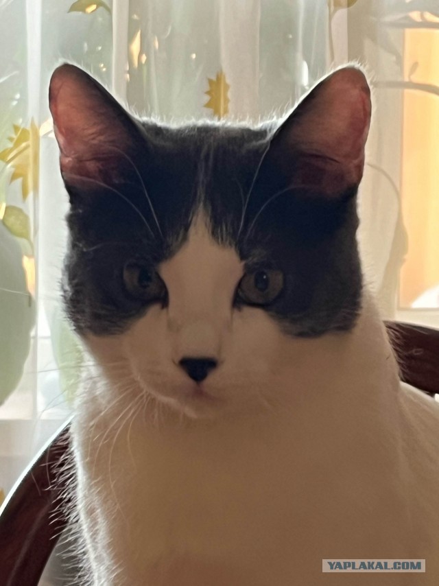 Моя жена не умеет фоткать кота