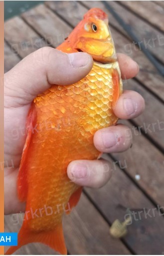 Уфа: карась с необычным окрасом