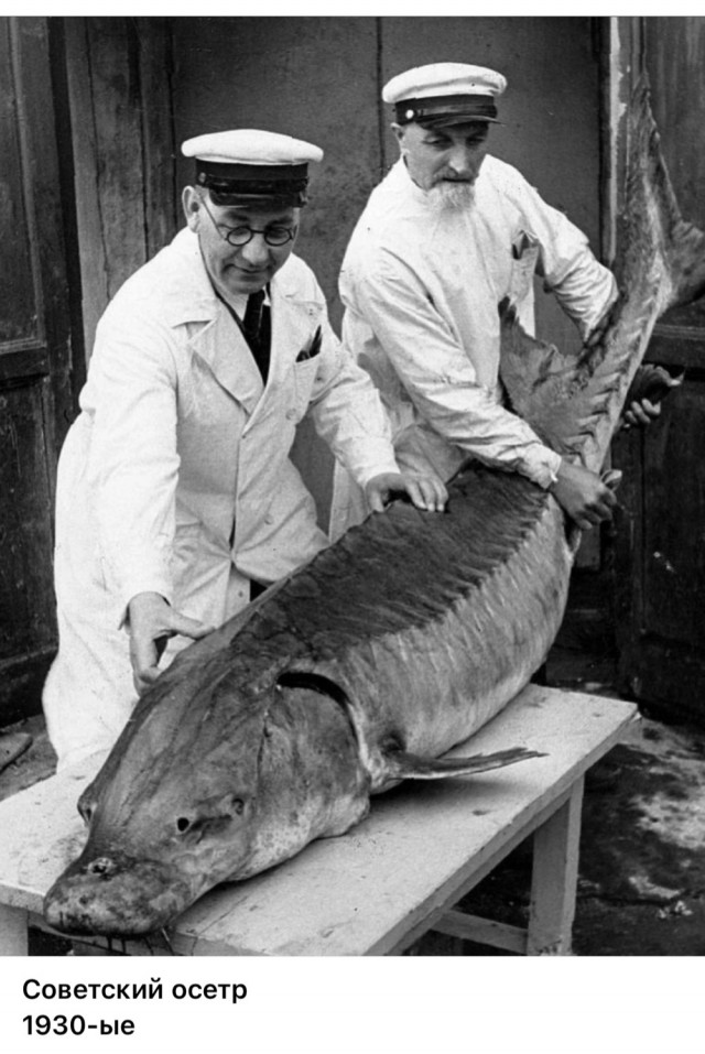 Фотографии из прошлого нашей страны – 115