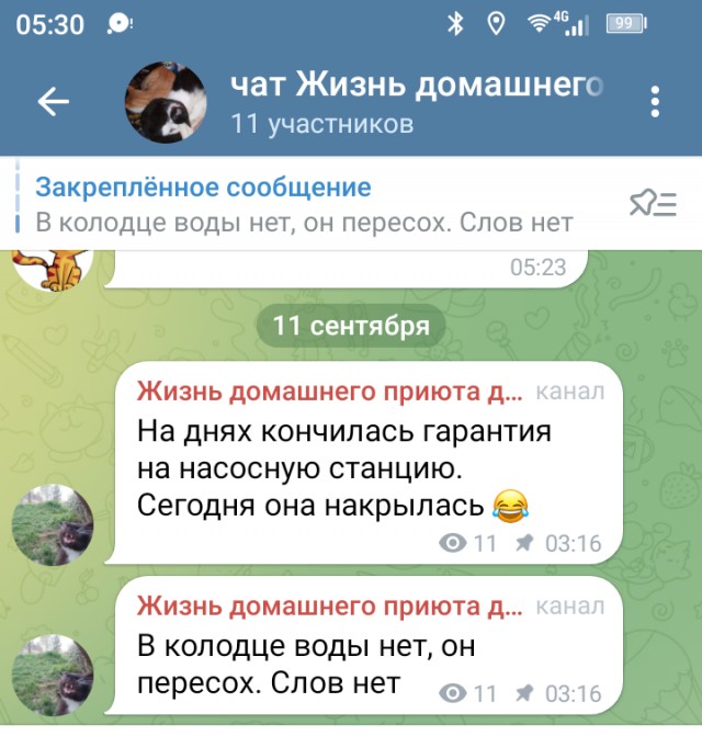 Жизнь домашнего приюта для котеек 557